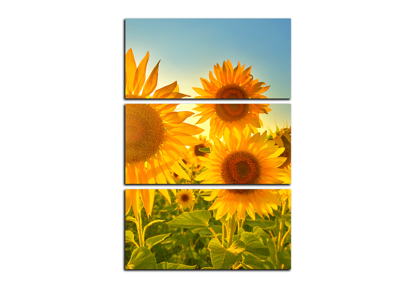 Obraz na plátně - Slunečnice v létě  - obdélník